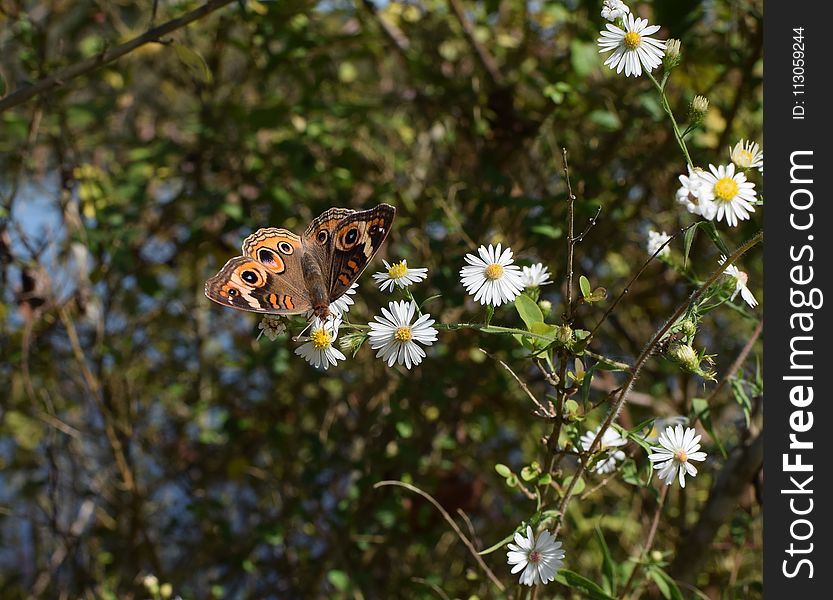 Butterfly, Flower, Moths And Butterflies, Flora