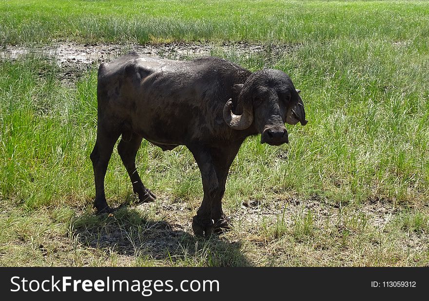Cattle Like Mammal, Grazing, Pasture, Grass