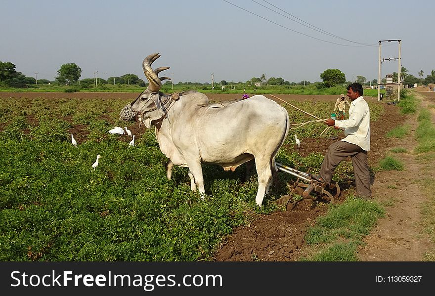 Cattle Like Mammal, Agriculture, Rural Area, Field
