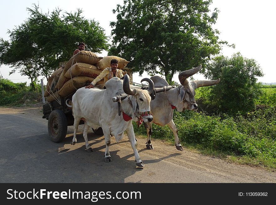 Mode Of Transport, Cattle Like Mammal, Vehicle, Ox