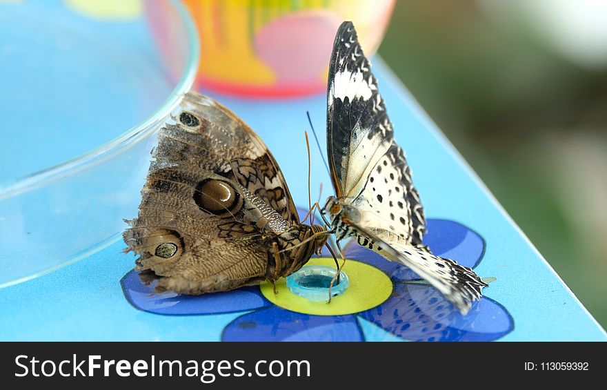 Moths And Butterflies, Butterfly, Insect, Invertebrate