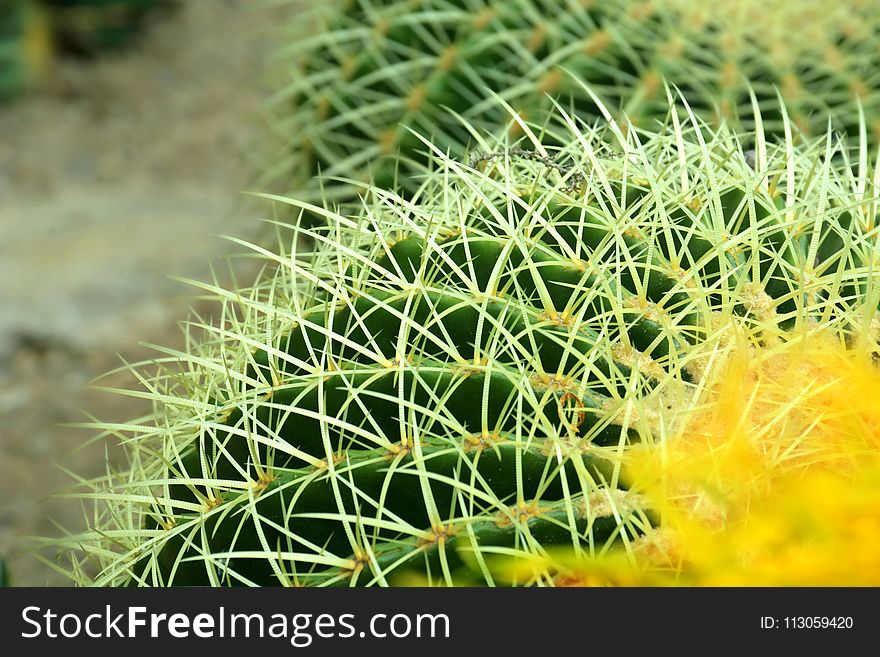 Plant, Vegetation, Thorns Spines And Prickles, Cactus