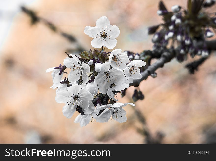 Blossom, Flower, Spring, Branch