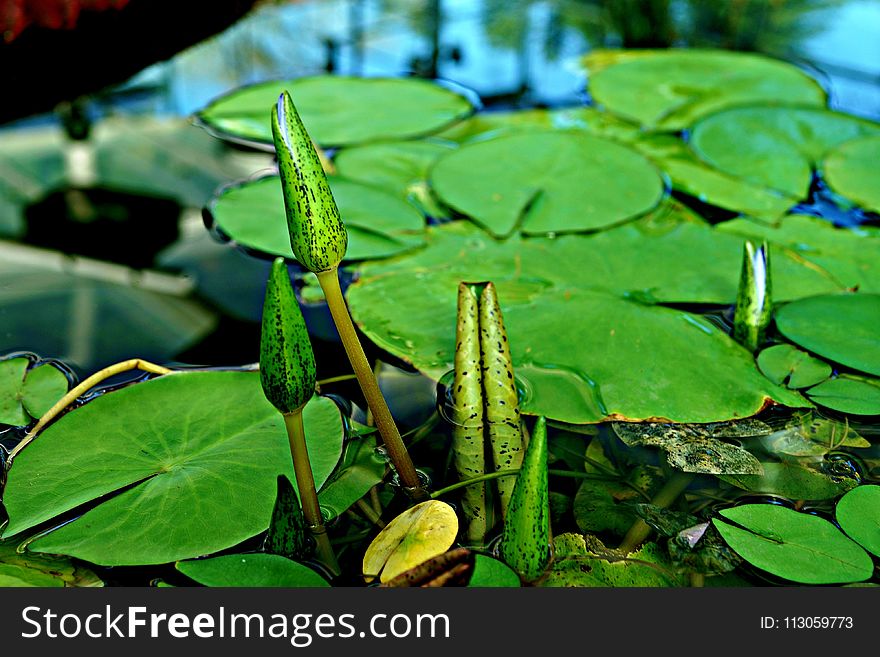 Water, Leaf, Aquatic Plant, Plant