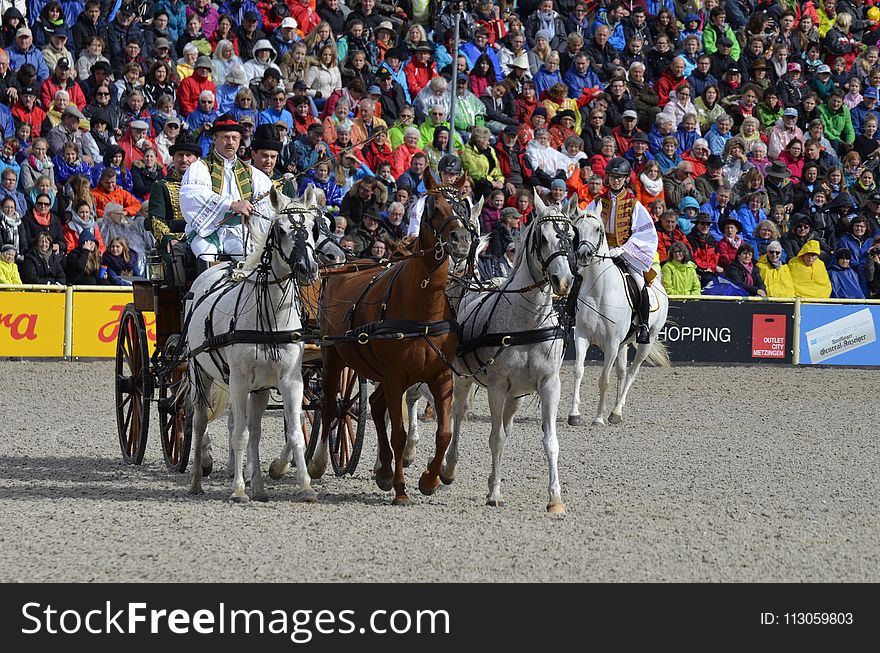 Horse Harness, Pack Animal, Competition Event, Traditional Sport