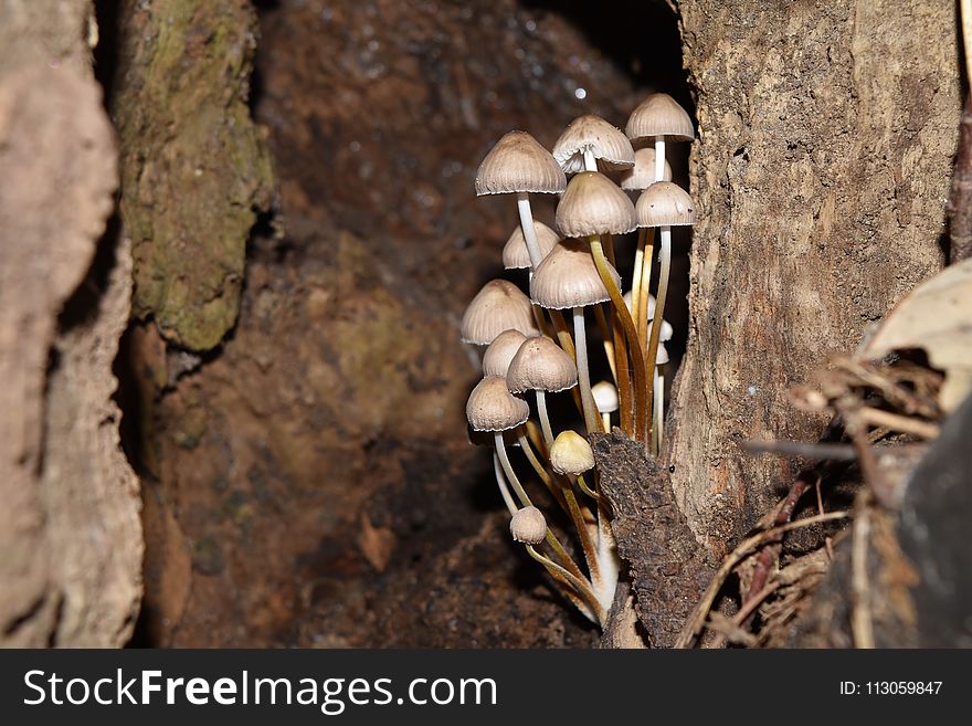 Fungus, Oyster Mushroom, Edible Mushroom, Trunk