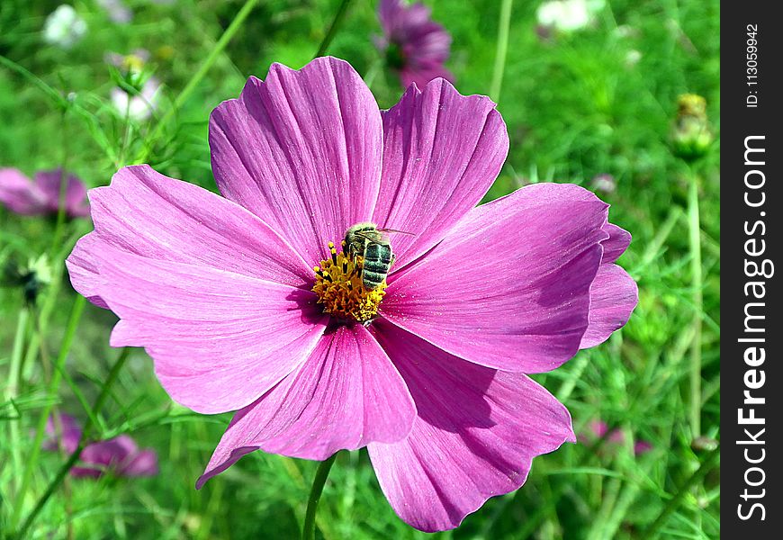 Flower, Garden Cosmos, Flora, Nectar