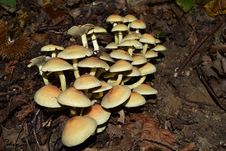 Free Fungus, Mushroom, Edible Mushroom, Oyster Mushroom Stock Photography - 113062952