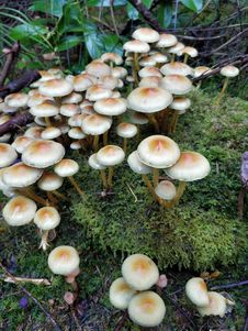 Free Fungus, Mushroom, Edible Mushroom, Medicinal Mushroom Royalty Free Stock Image - 113066976