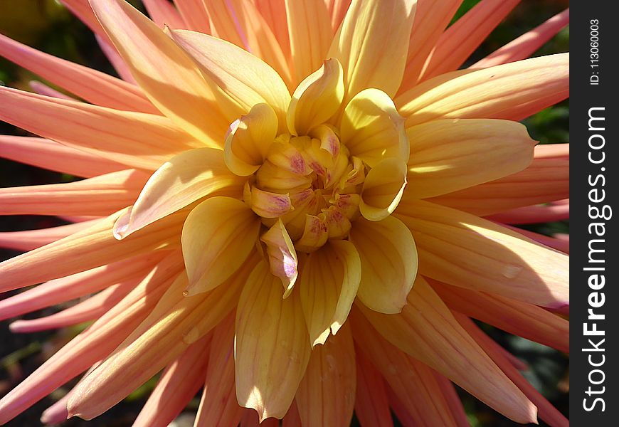 Flower, Yellow, Plant, Flowering Plant