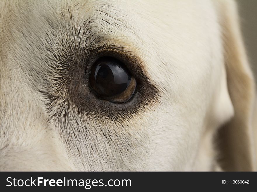 Nose, Dog Breed, Eye, Snout