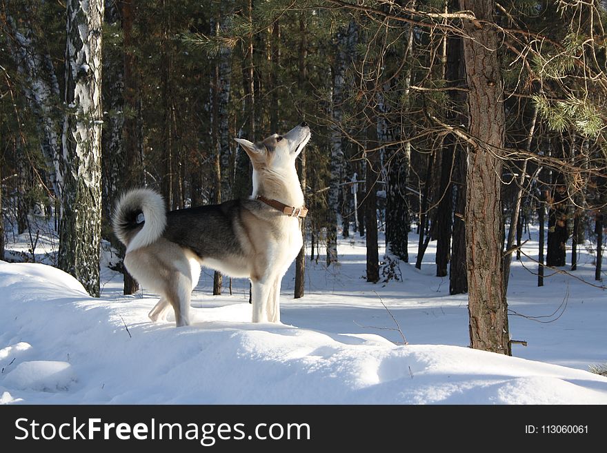 Dog Like Mammal, Dog, Snow, Dog Breed Group