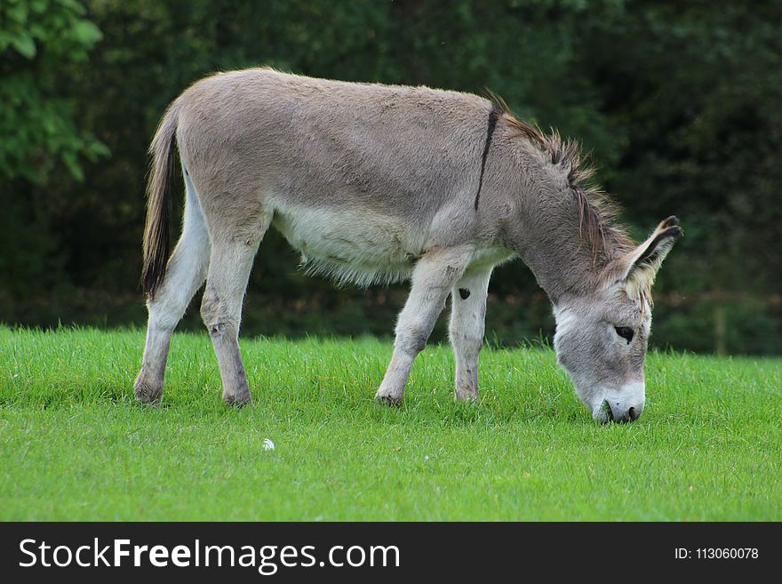 Donkey, Pasture, Grassland, Fauna