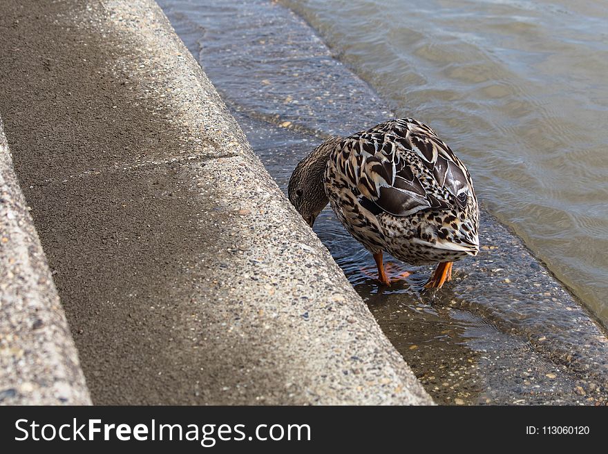 Fauna, Bird, Duck, Water Bird