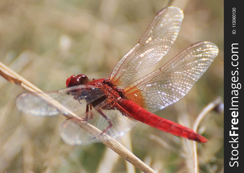 Insect, Dragonfly, Dragonflies And Damseflies, Invertebrate