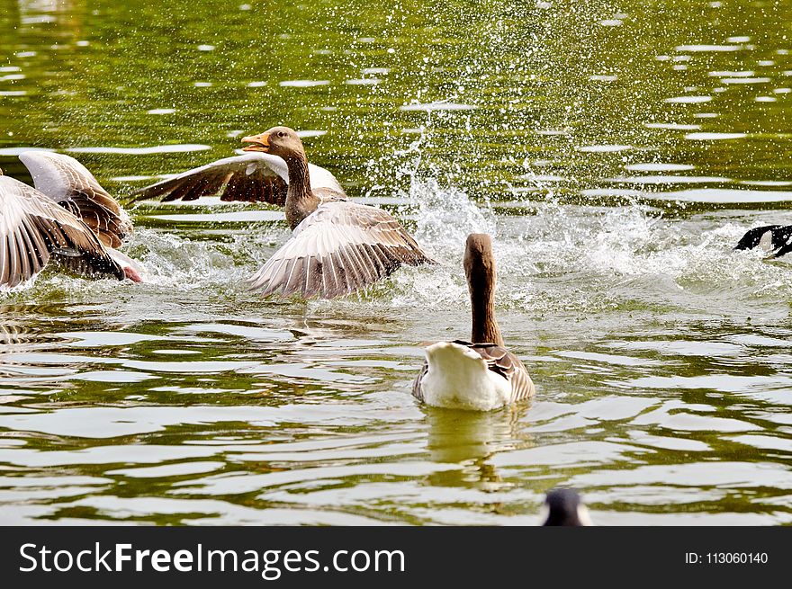 Water, Bird, Fauna, Duck