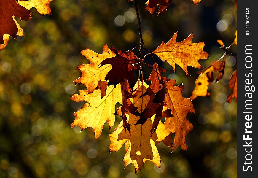 Leaf, Autumn, Maple Leaf, Flora