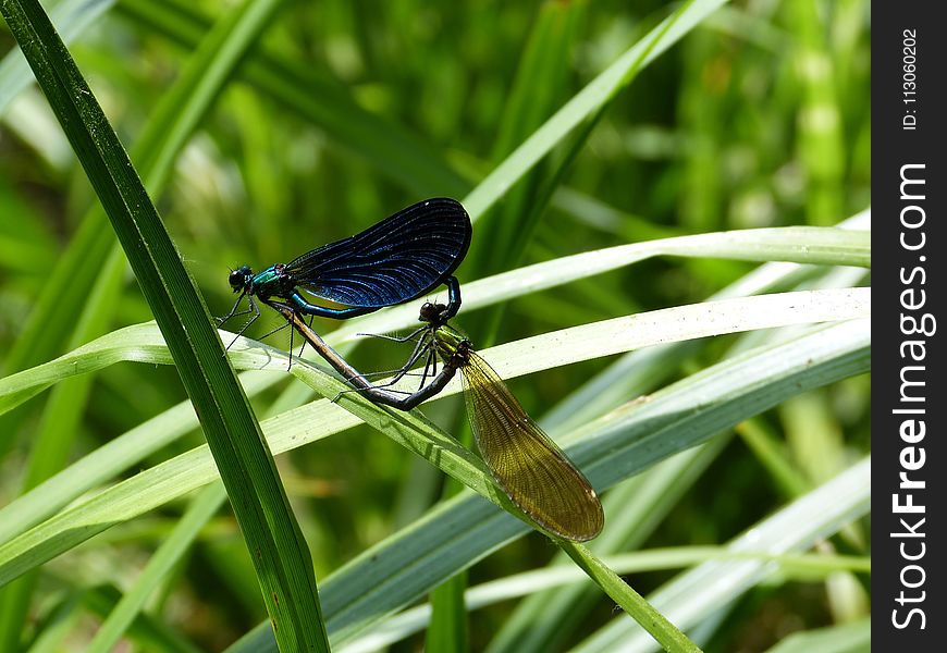 Insect, Dragonfly, Dragonflies And Damseflies, Damselfly