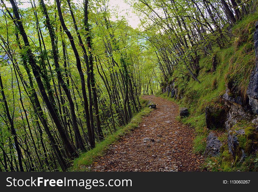 Vegetation, Nature, Woodland, Path