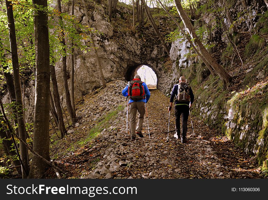 Path, Wilderness, Tree, Hiking
