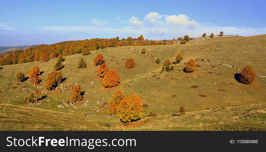 Ecosystem, Grassland, Hill, Leaf