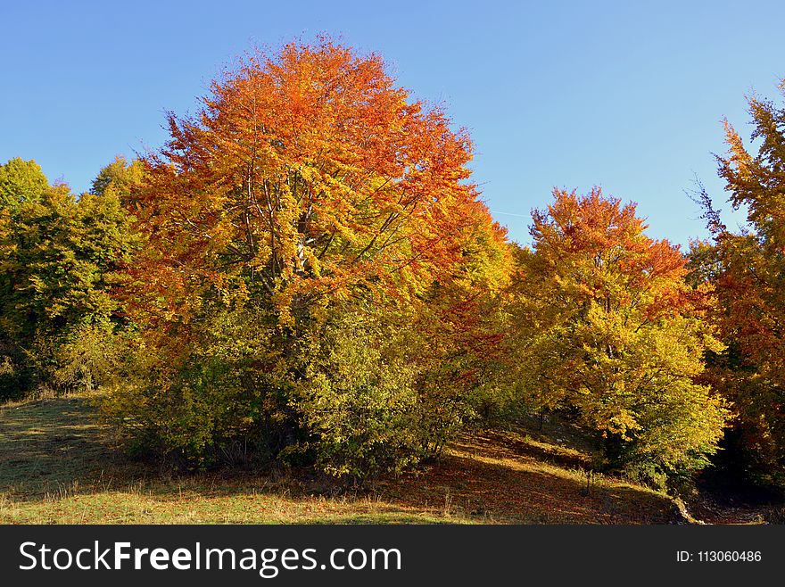 Nature, Tree, Temperate Broadleaf And Mixed Forest, Ecosystem