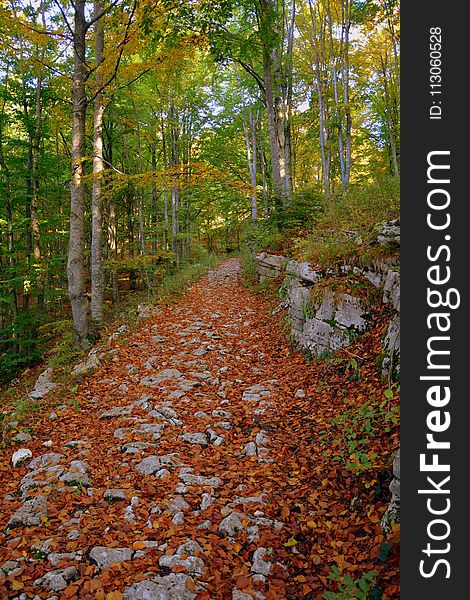 Woodland, Nature, Autumn, Path