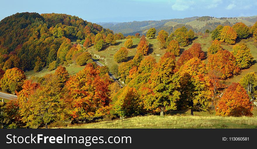 Nature, Temperate Broadleaf And Mixed Forest, Ecosystem, Leaf