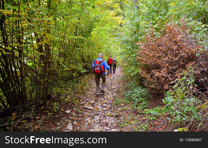 Path, Nature Reserve, Woodland, Ecosystem