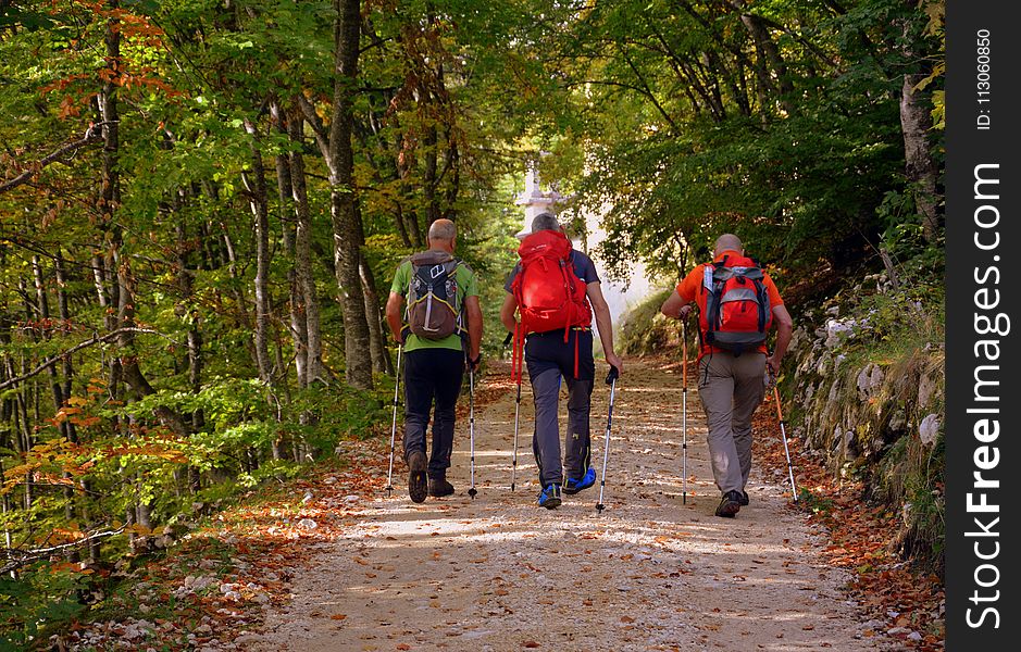 Path, Wilderness, Outdoor Recreation, Hiking
