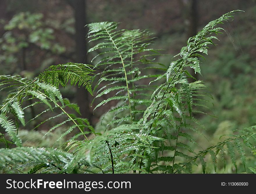 Plant, Vegetation, Ferns And Horsetails, Fern