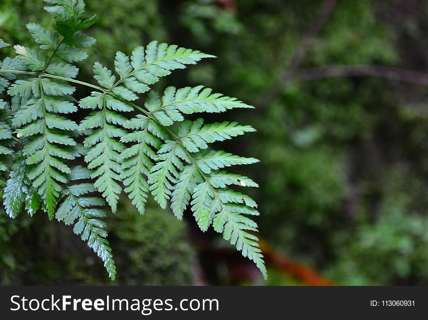 Vegetation, Fern, Ferns And Horsetails, Ecosystem