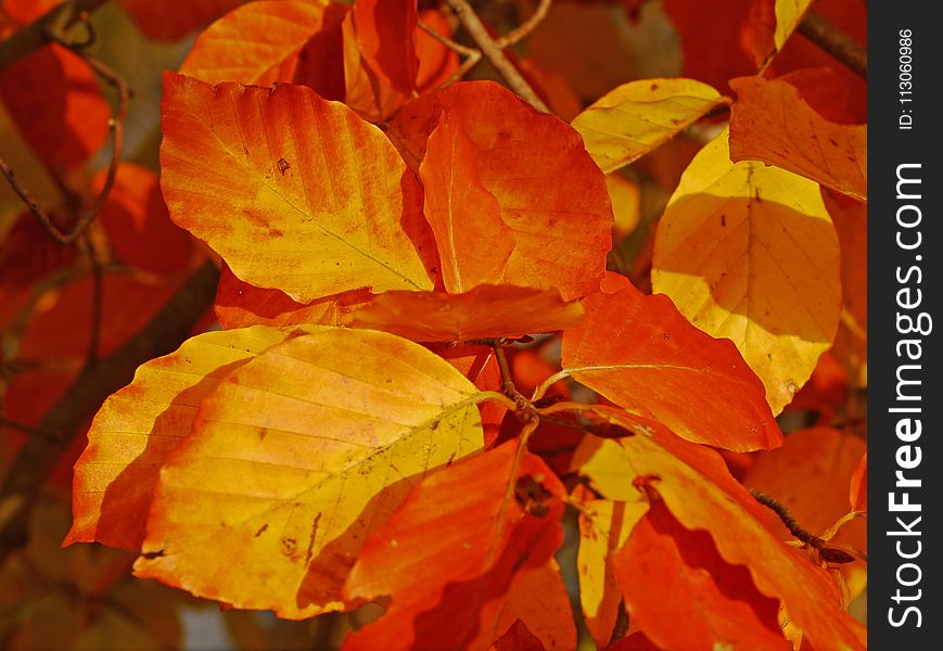 Leaf, Autumn, Deciduous, Maple Leaf