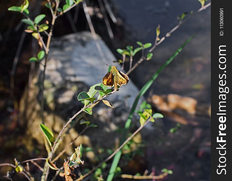 Fauna, Flora, Plant, Leaf