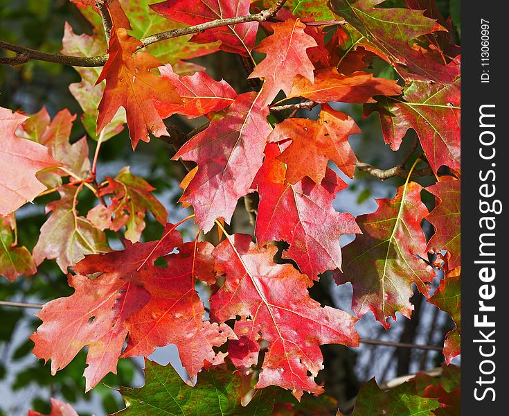 Leaf, Maple Leaf, Autumn, Flora