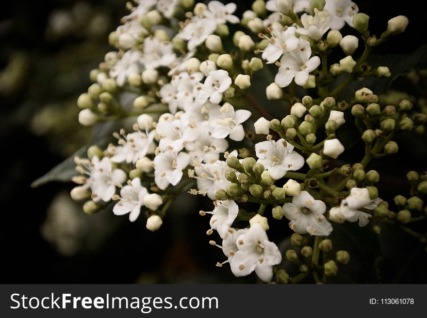 Viburnum, Spring, Nannyberry, Plant