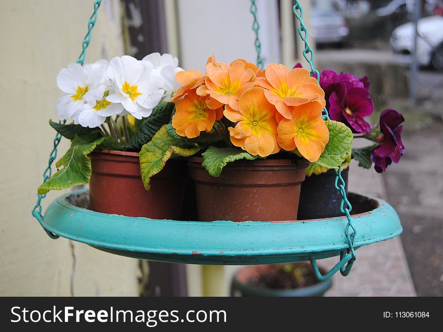 Flower, Plant, Flowerpot, Flowering Plant