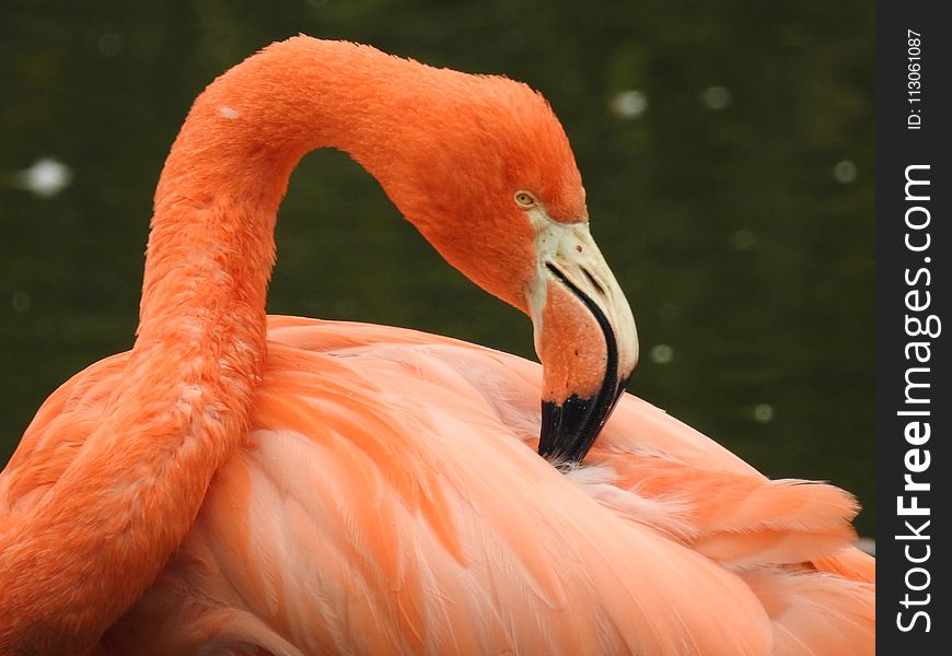 Flamingo, Bird, Beak, Water Bird
