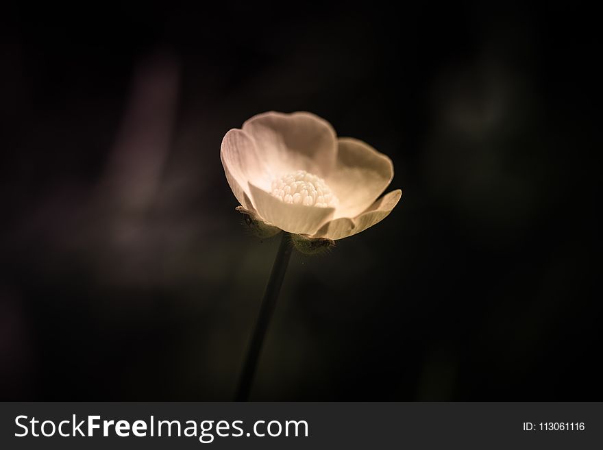 Flower, Petal, Close Up, Macro Photography