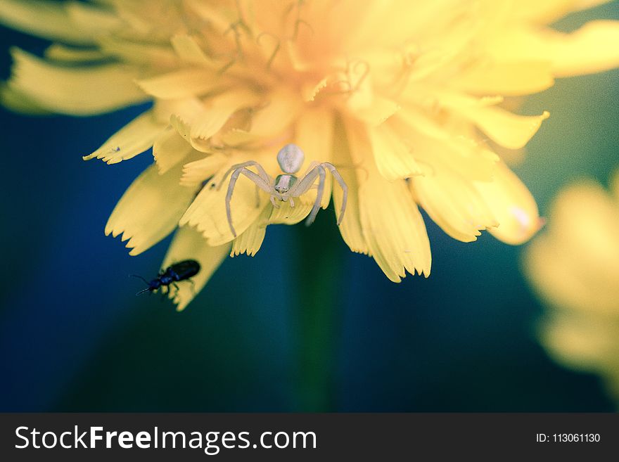 Flower, Yellow, Flora, Macro Photography