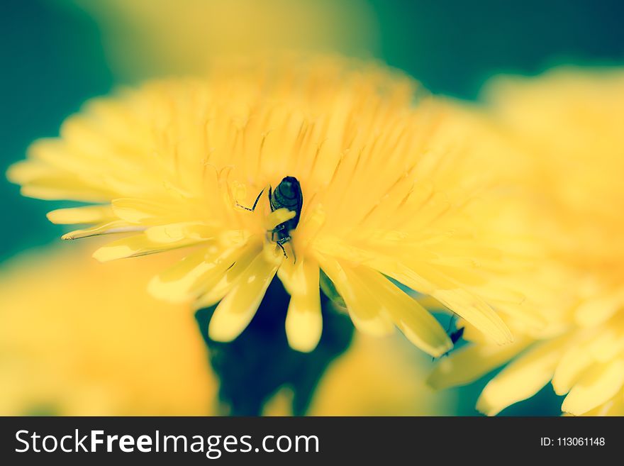 Yellow, Flower, Macro Photography, Nectar