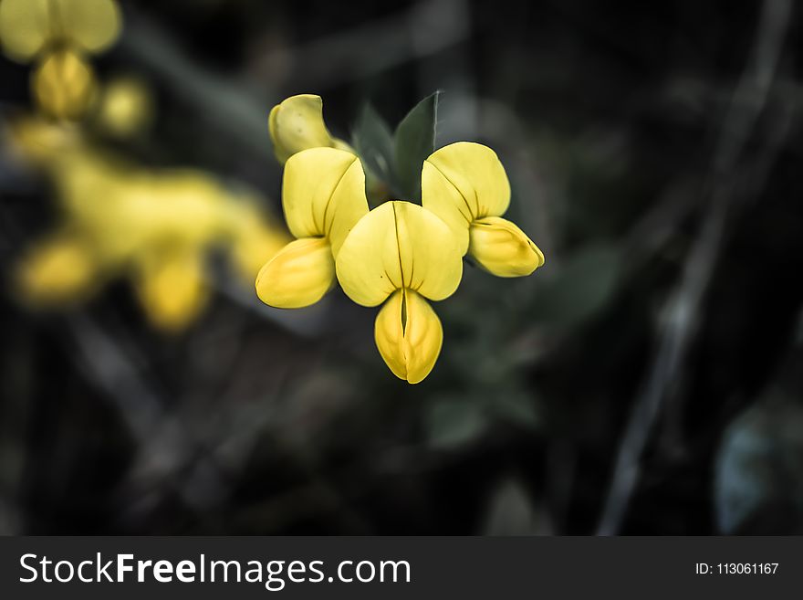 Yellow, Flower, Flora, Wildflower