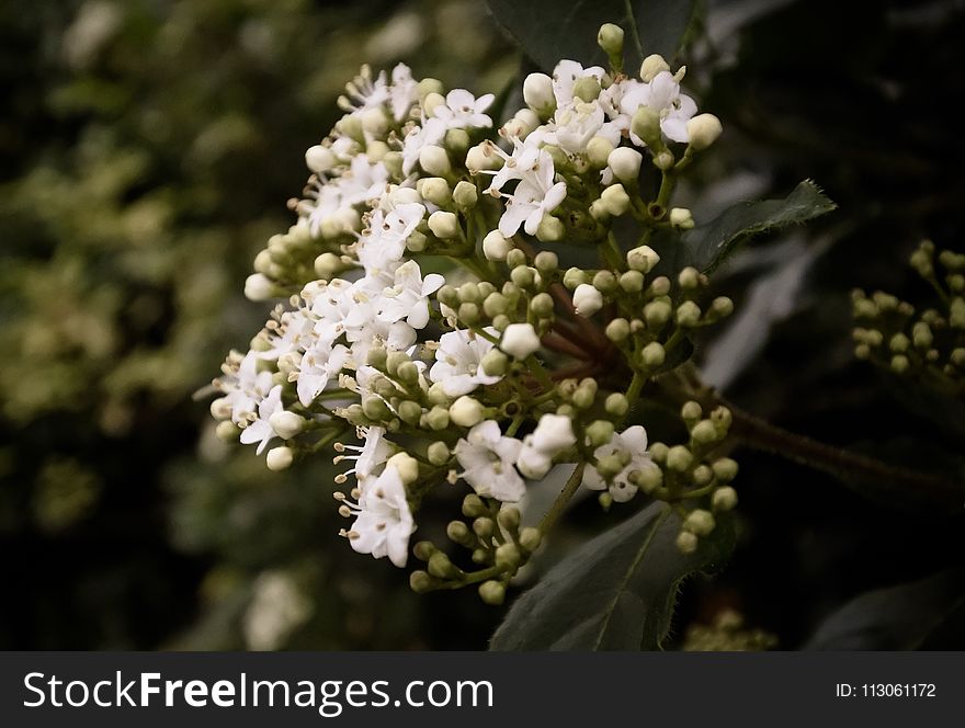 Plant, Viburnum, Nannyberry, Spring
