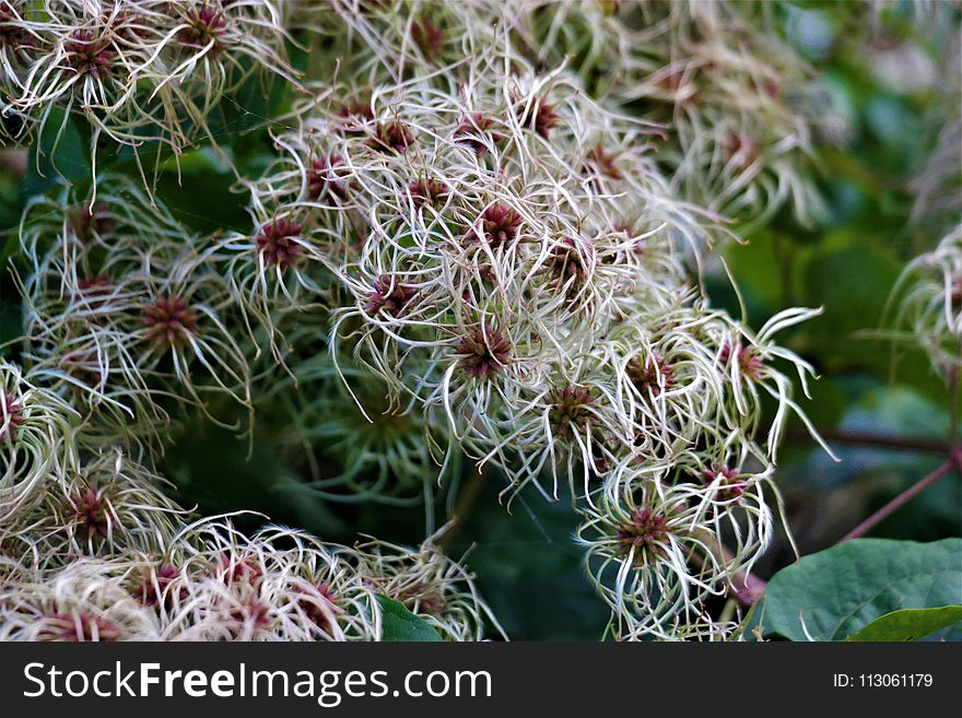 Plant, Flora, Flower, Flowering Plant