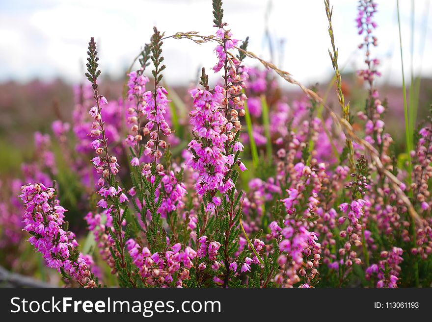 Pink, Plant, Flower, Purple