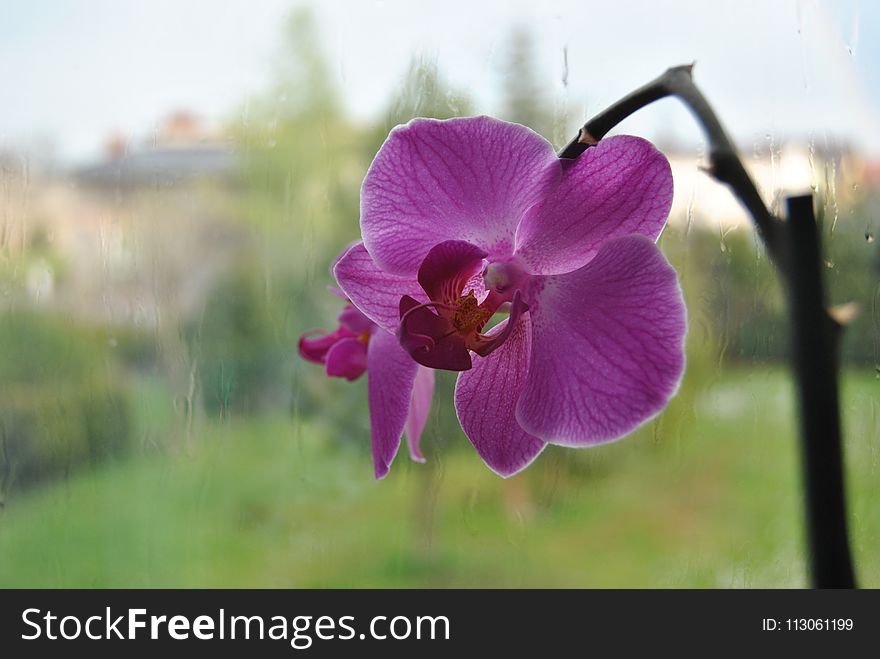 Flower, Flowering Plant, Flora, Plant