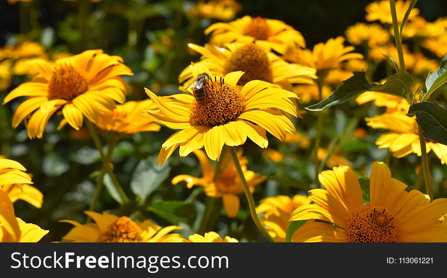 Flower, Yellow, Sunflower, Plant