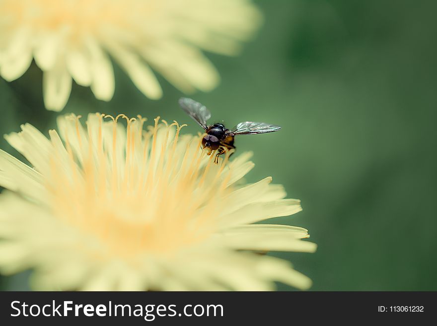 Insect, Flower, Nectar, Honey Bee