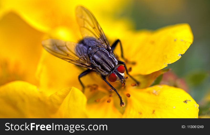 Insect, Pest, Fly, Nectar
