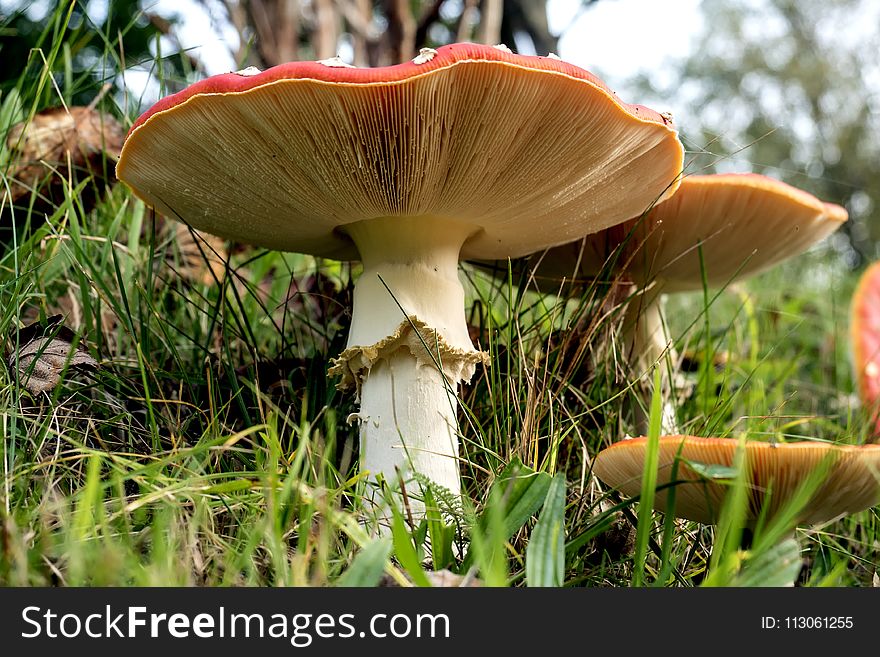 Mushroom, Fungus, Edible Mushroom, Agaric